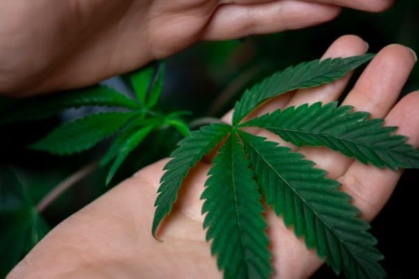 Maconha