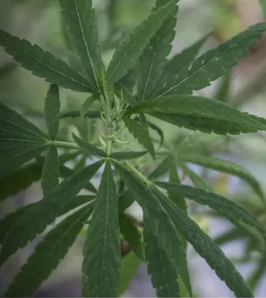 MACONHA.PNG