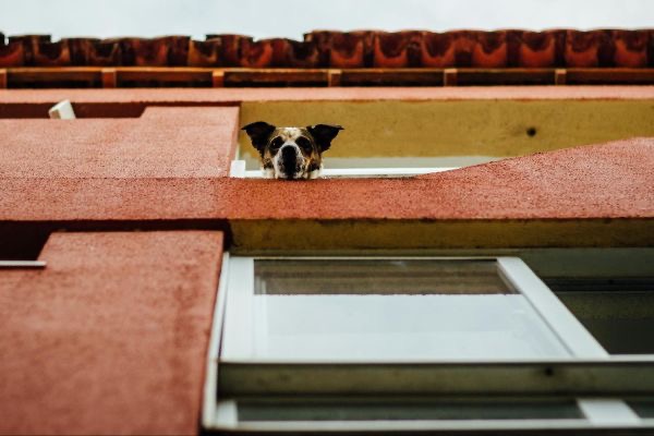 Cachorro na varada do prédio | Foto: Divulgação/TJRN
