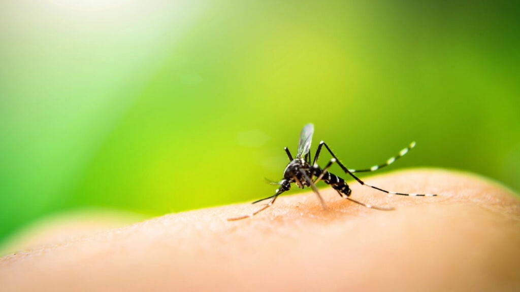 mosquito | muriçoca | repelente