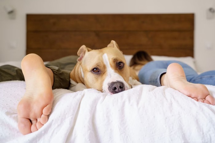 cachorro na cama | Pet | Foto: Getty Images