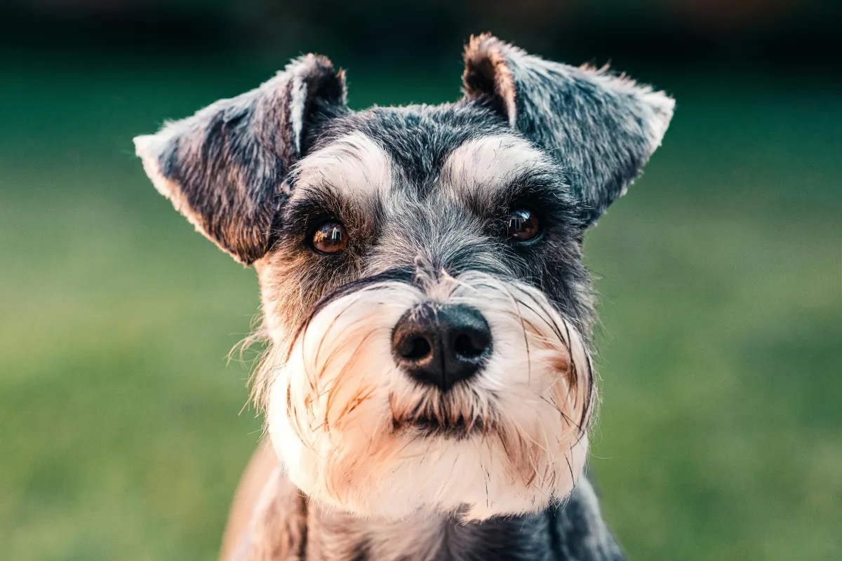 Cachorro | Pet