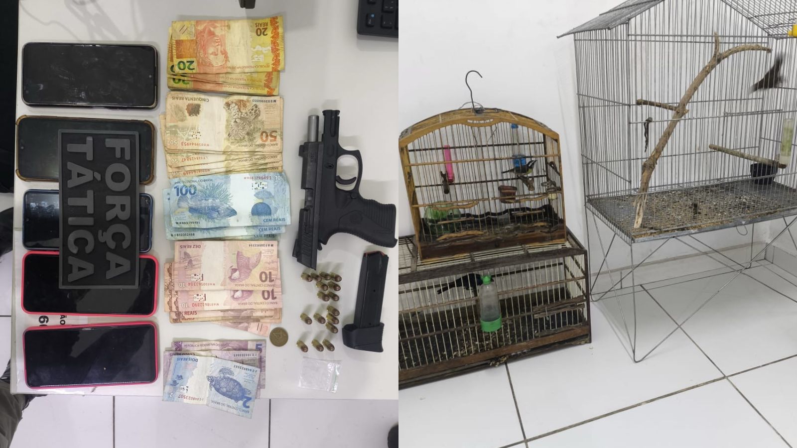 armas e animais silvestres apreendidos | Foto: PMRN