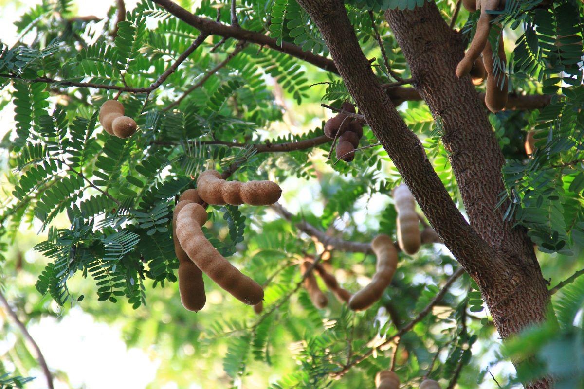 Tamarindo