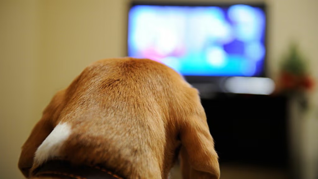 cachorro assistindo TV