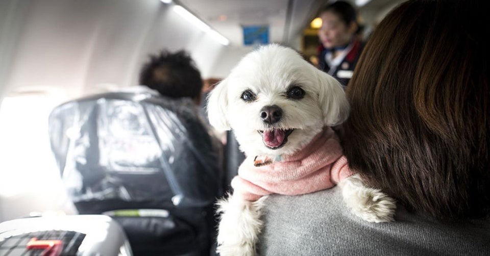 cachorro em avião | cão suporte em voo | Foto: Divulgação