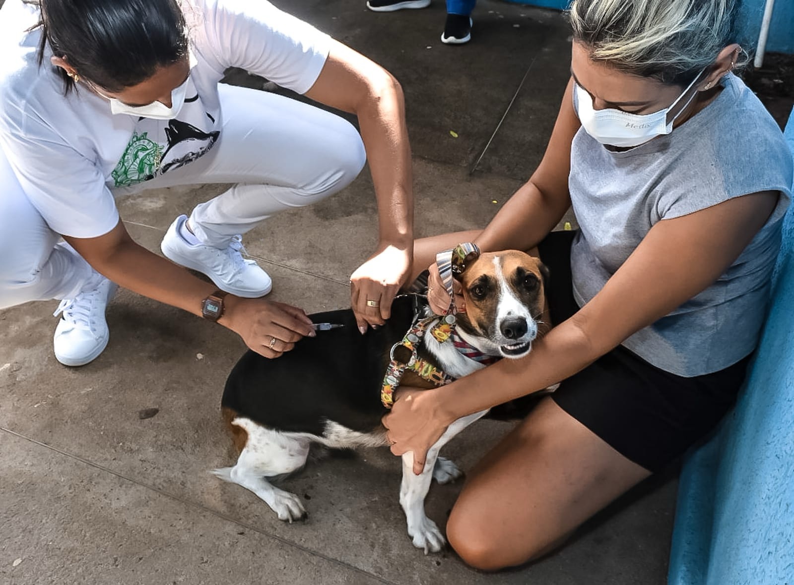 Vacinação antirrábica em Natal | Foto: SMS