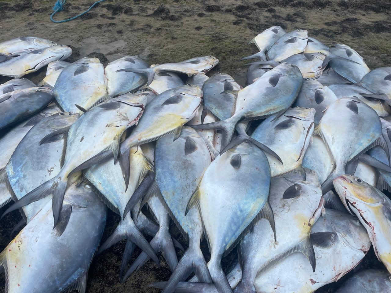 Pescadores de Galinhos comemoram safra histórica de peixes