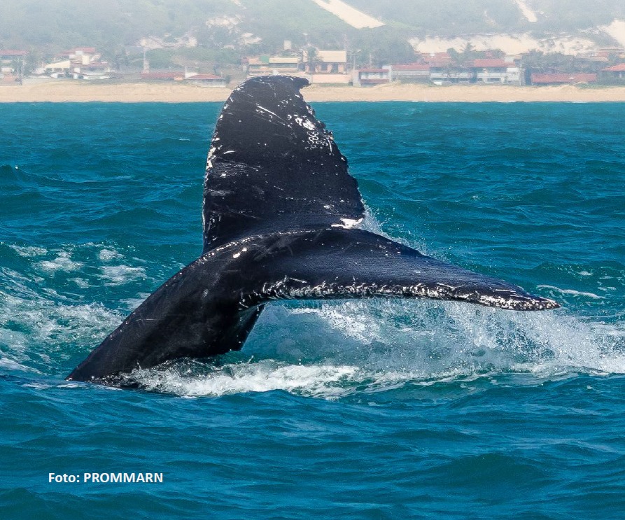 Baleia-Promar.jpg