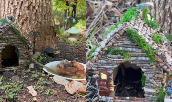 FireShot Capture 197 - Menino faz amizade com animal inusitado e cria casa para novo pet_ - [www.metropoles.com].png