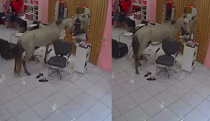 FireShot Capture 511 - Cavalo invade salão de beleza em Teresina e viraliza nas redes soci_ - [www.terra.com.br].png