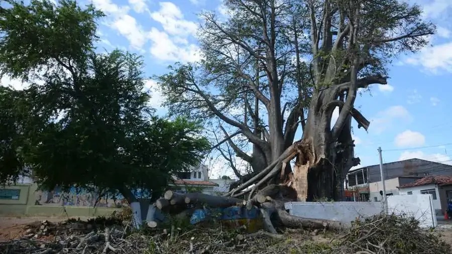 Corpo de Bombeiros inicia remoção do Baobá do Poeta após decisão da Defesa Civil em Lagoa Seca - Foto: Magnus Nascimento