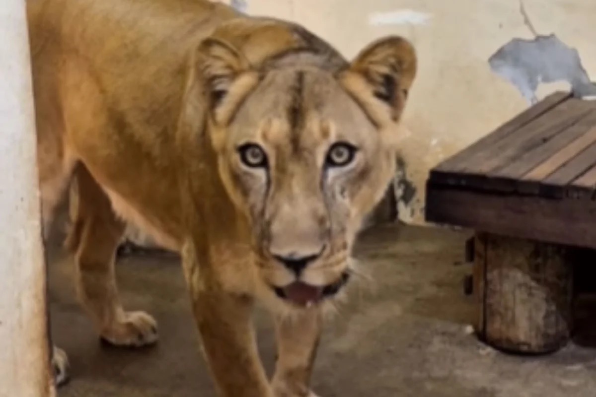 Leoa Leona do parque da bica em João Pessoa