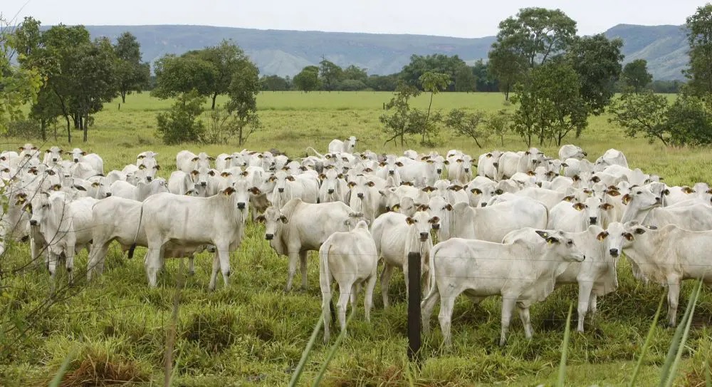 Segundo USDA, pecuária brasileira deve produzir 12,35 milhões de toneladas de carne bovina em 2025, 4,5% mais que os EUA, com 11,81 milhões de toneladas (Foto: Hugo Harada/Gazeta do Povo/Arquivo)