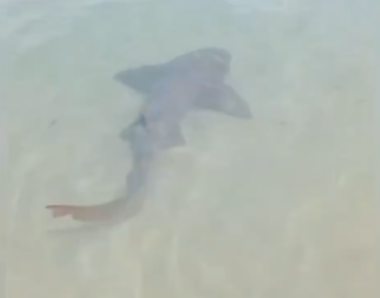 FireShot Capture 802 - VÍDEO_ Tubarão é visto na praia de Ponta Negra em Natal - G1 - [g1.globo.com].png