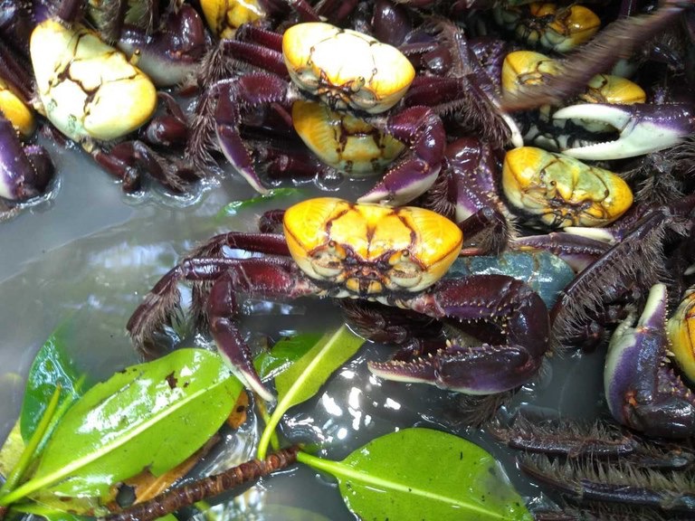 O defeso ocorre durante a chamada andada reprodutiva, fase em que machos e fêmeas deixam suas tocas para acasalar e liberar os ovos. - Foto: Mariana Veiga