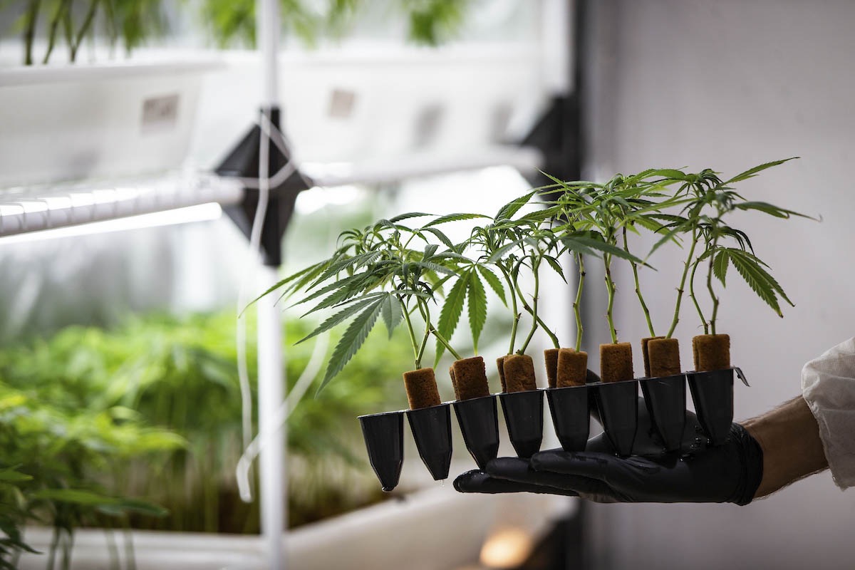 Cannabis pesquisa | Aline Massuca/Metrópoles