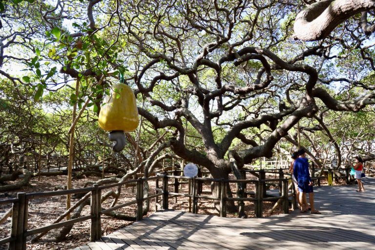 Cajueiro de Pirangi - Foto: GovRN