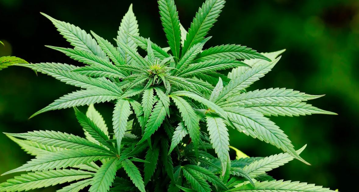 Planta de maconha  • Foto: Cytis/Pixabay