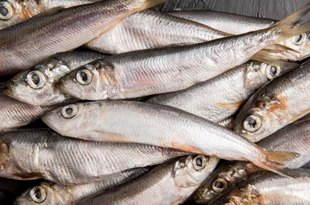 FireShot Capture 065 - Anvisa manda recolher sardinha congelada por contaminação por Salmo_ - [g1.globo.com].png