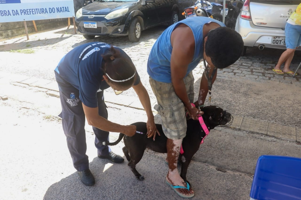 vacinação cachorros 