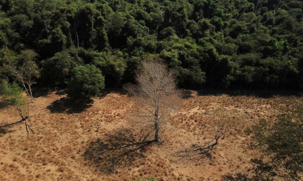Desmatamento - Foto: Agência Brasil