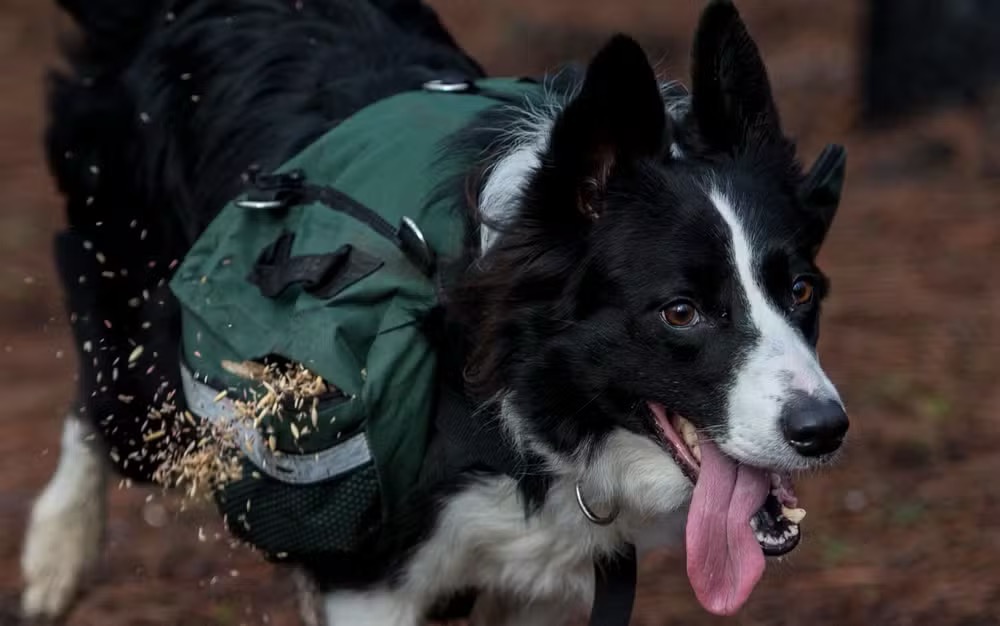 Uma das border collie treinadas corre pela floresta devastada por um incêndio em Talca, no Chile, e espalha sementes, em foto de 23 de junho — Foto: Martin Bernetti/AFP