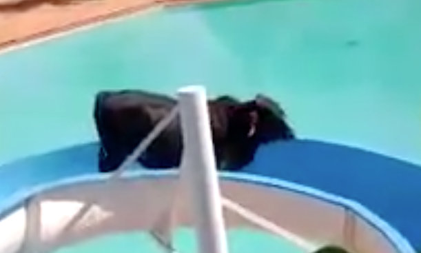 [VÍDEO] Inacreditável: Vídeo de vaca descendo toboágua viraliza