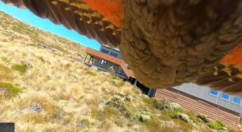 [VÍDEO] Papagaio 'pilantra' rouba câmera e faz vídeo incrível da própria fuga