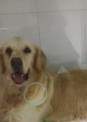 'Primeiro tiro que deram pegou nele', diz tutor de cão baleado durante assalto