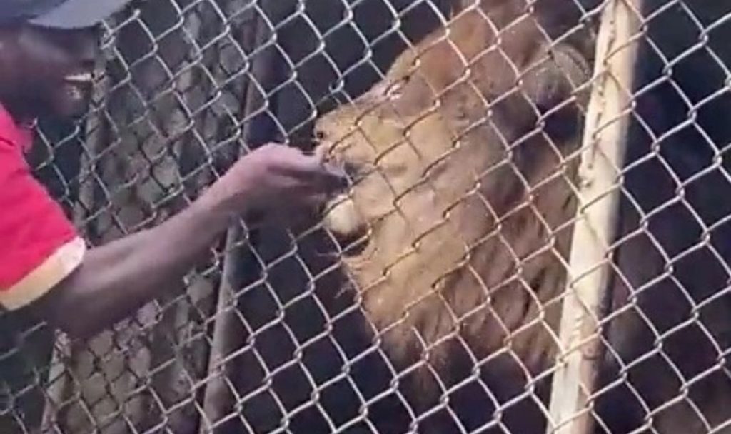 [VÍDEO] Homem 'provoca' leão e quase perde braço no zoológico