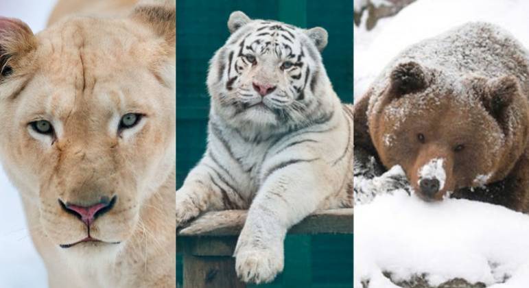 Zoológico deve sacrificar leões, tigres, ursos e outros animais por causa da guerra