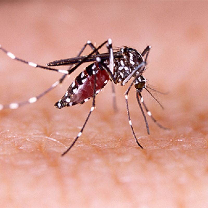 RN já tem 10 vezes mais casos de dengue nos 5 primeiros meses de 2022 do que no mesmo período...