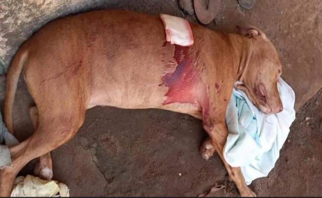 Homem esfaqueia pitbull enquanto tentava matar a própria irmã na Grande Natal