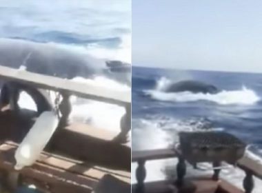 [VÍDEO] Moby Dick? Pescadores entram em pânico após serem perseguidos por baleia jubarte