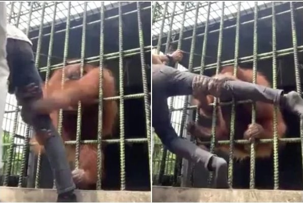 [VÍDEO] Homem é atacado por orangotango em zoológico e quase é arrastado para dentro de jaula