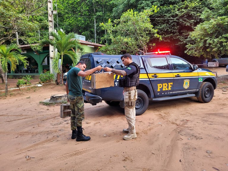 Homem é preso pela PRF com 15 aves silvestres na Grande Natal