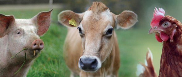 Devido a pandemia, Brasil registra menor patamar no abate a bovinos desde o 3º trimestre de 2004