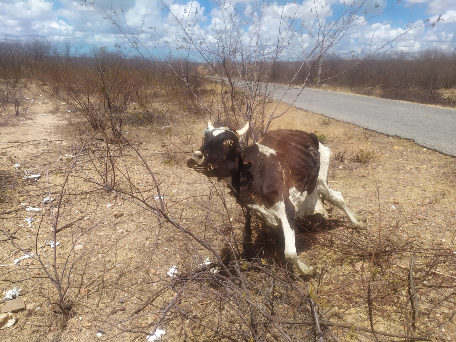 "A vaca que morreu em pé": Cadáver de animal chama a atenção de moradores do interior do RN