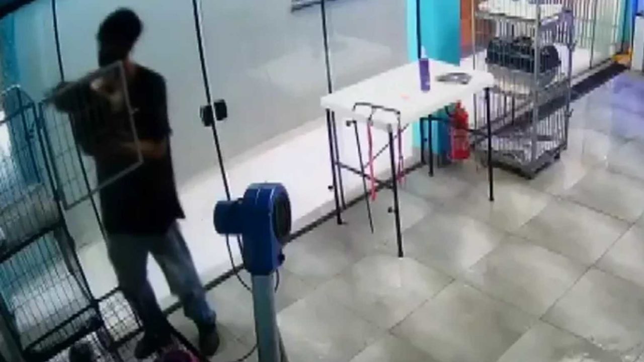 [VÍDEO] Após funcionário de pet shop ser flagrado dançando com cães, vídeo viraliza nas redes sociais