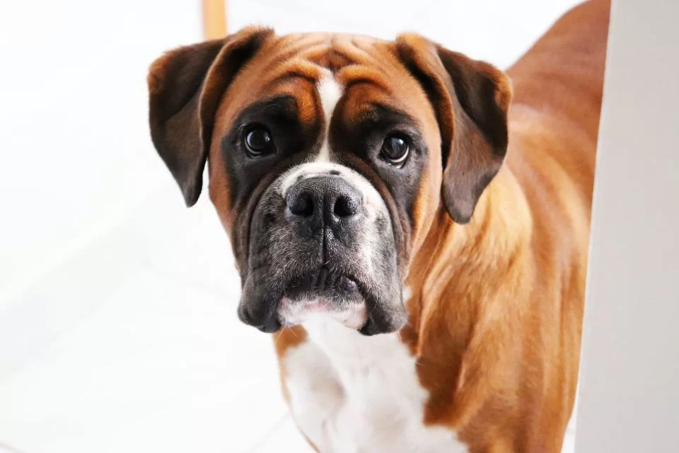 Veterinário revela as cinco raças de cães que nunca escolheria ter