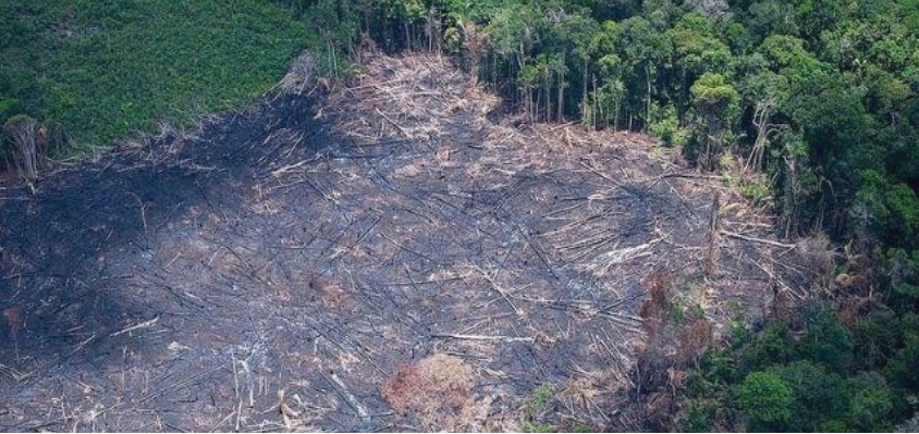 Alertas de desmatamento na Amazônia caem 33% no primeiro semestre