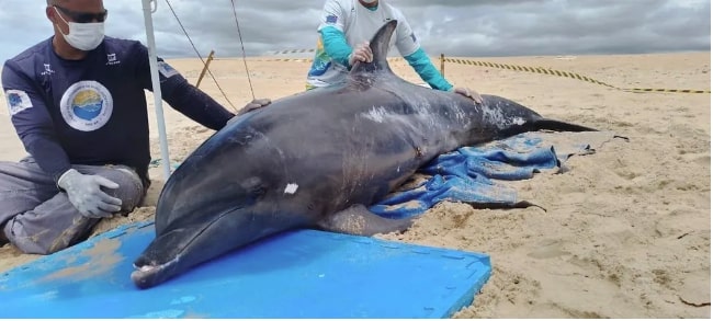 Golfinho é resgatado após encalhar em praia do RN