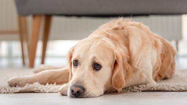 Aplicativo gratuito ajuda a calcular nível de dor e mal-estar dos animais