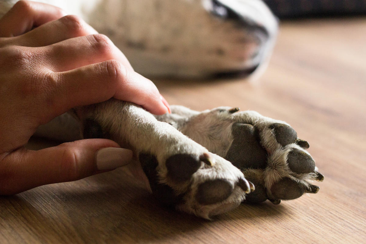 Cachorros morrem com suspeita de intoxicação após ingerir petiscos