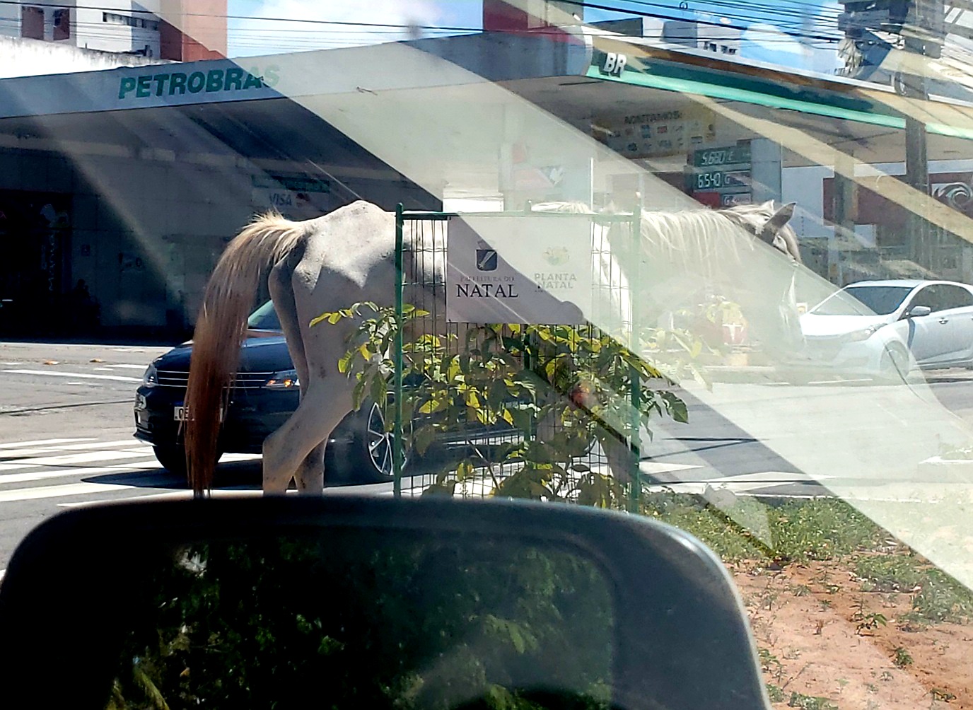 Perigo na Prudente de Morais: Cavalo solto em pleno horário de pico