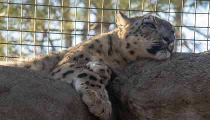 Leopardos em lista de extinção morrem por complicações da Covid-19 em zoológico