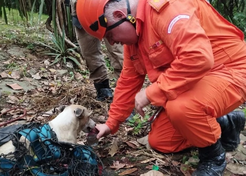 Cachorro é resgatado por bombeiros após ficar preso em penhasco