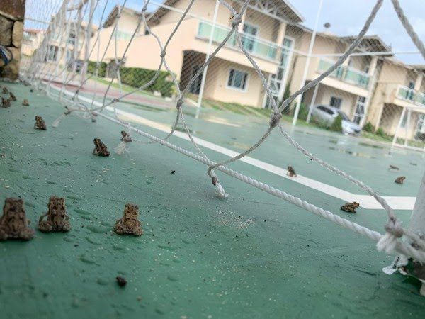 Problema ambiental: Milhares de sapos cururus invadem condomínio após chuvas