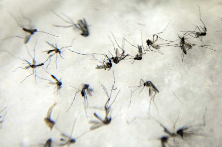 Brasil fica perto de igualar casos de dengue em todo 2021